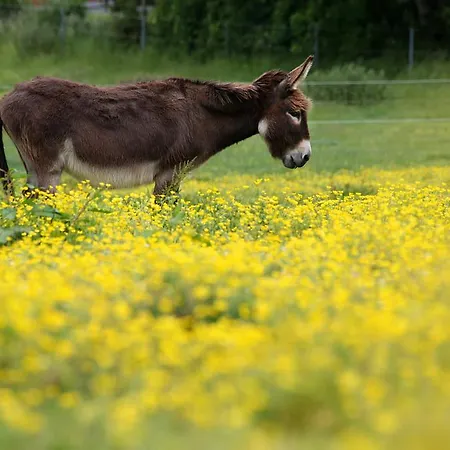 Bed and Breakfast Ferme Chateau De Laneffe